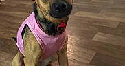 Cookie joined the competition — help win amazing prizes! dog, pet, indoor, wooden_floor, pink_shirt, bandana, cute, sitting, attentive, brown_dog, black_muzzle, flooring, domestic_animal, canine, portrait, head_tilt, looking_at_camera, companion_animal, casual, animal_clothing