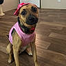 dog, pet, indoor, wooden_floor, pink_shirt, bandana, cute, sitting, attentive, brown_dog, black_muzzle, flooring, domestic_animal, canine, portrait, head_tilt, looking_at_camera, companion_animal, casual, animal_clothing