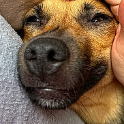 Cookie joined the competition — help win amazing prizes! dog, close_up, petting, hand, face, nose, fur, cushion, comfort, relaxed, domestic_animal, indoor, cozy, snout, human_hand, brown_fur, expression, friendly, companion, resting