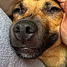 dog, close_up, petting, hand, face, nose, fur, cushion, comfort, relaxed, domestic_animal, indoor, cozy, snout, human_hand, brown_fur, expression, friendly, companion, resting