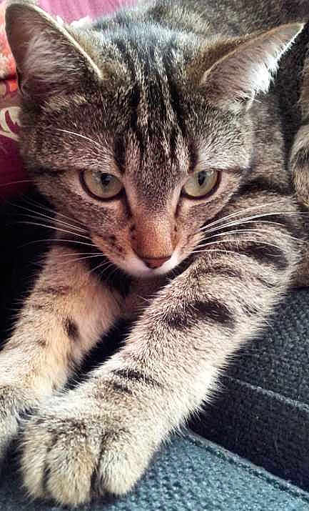Kitty a rejoint le concours — aidez-le/la à gagner de superbes lots !