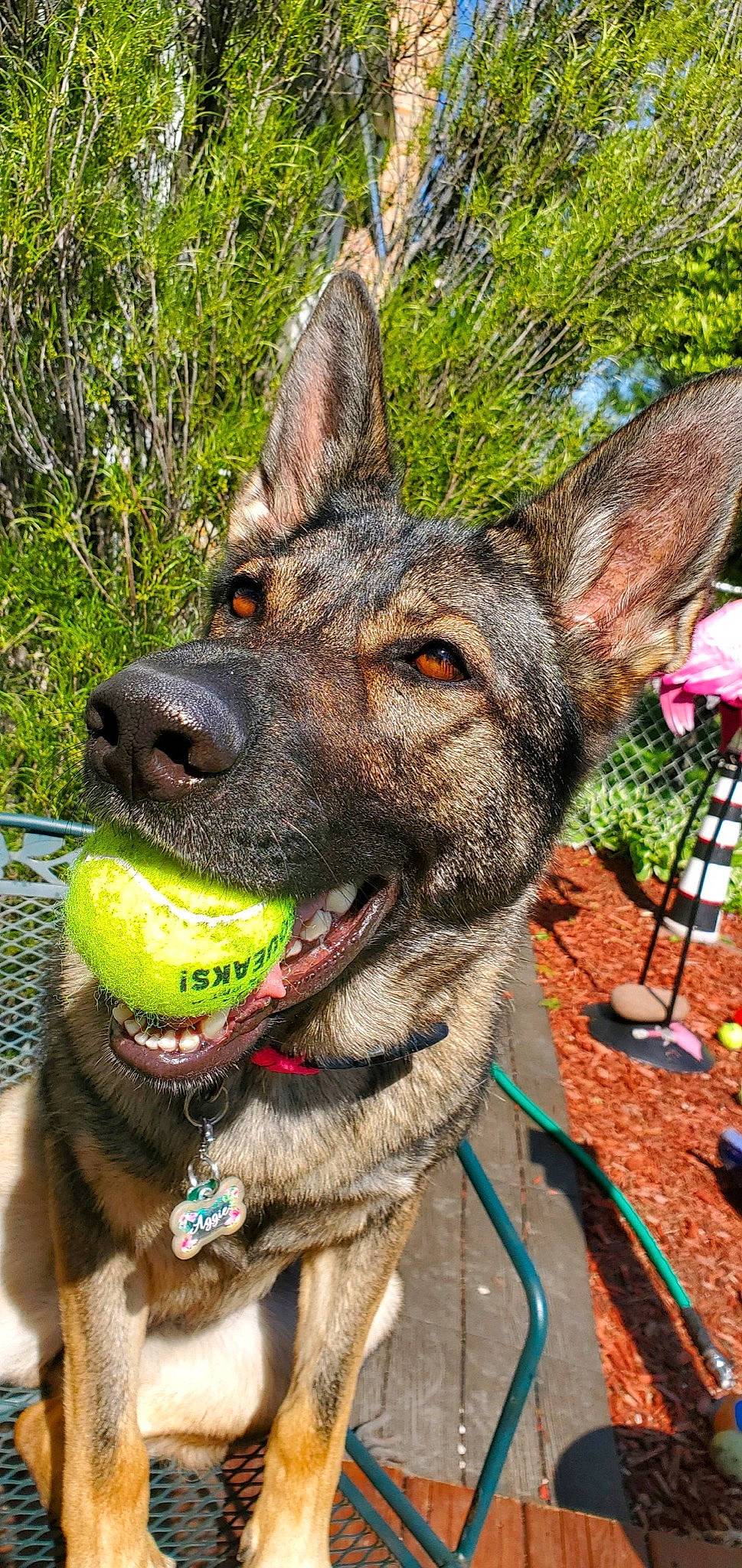 Aggie joined the competition — help win amazing prizes! canidae, carnivore, collar, dog, dog_breed, dog_collar, dutch_shepherd_dog, east_european_shepherd, fawn, formosan_mountain_dog, german_shepherd_dog, king_shepherd, kunming_wolfdog, mammal, police_dog, rare_breed_dog, shiloh_shepherd_dog, snout, vertebrate