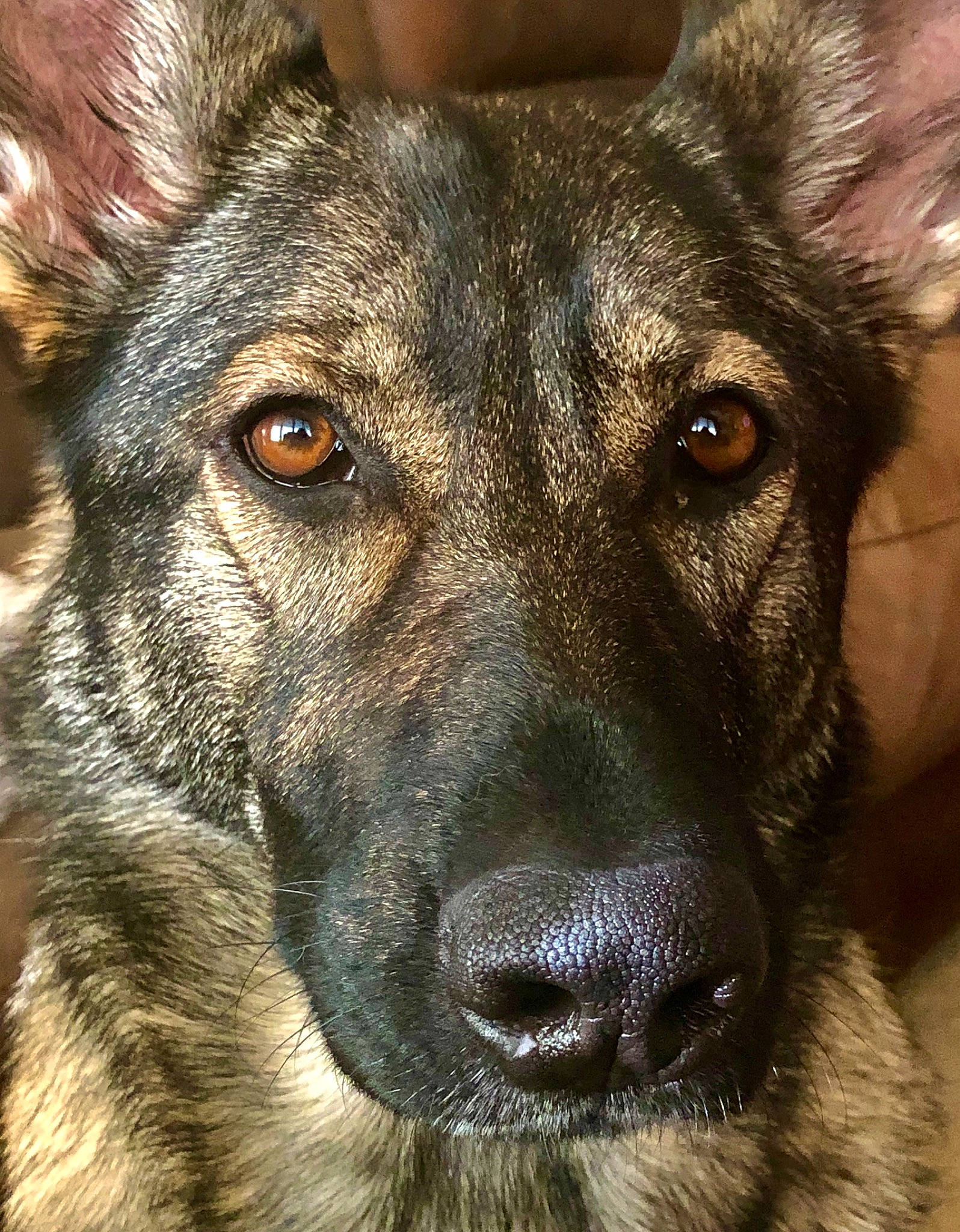 Aggie joined the competition — help win amazing prizes! canidae, carnivore, close_up, dog, dog_breed, dutch_shepherd_dog, ear, east_european_shepherd, eye, german_shepherd_dog, king_shepherd, kunming_wolfdog, mammal, norwegian_elkhound, nose, old_german_shepherd_dog, rare_breed_dog, shiloh_shepherd_dog, snout, vertebrate