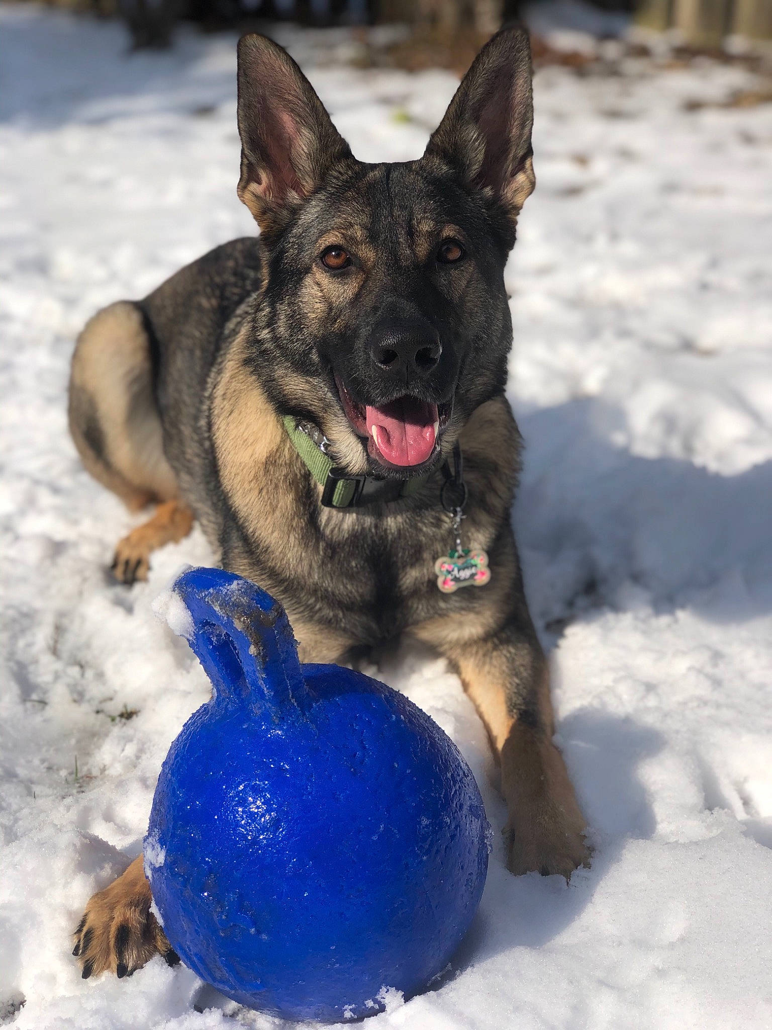 Aggie is registered to the contest to win money with this photo: belgian_shepherd, bohemian_shepherd, canidae, carnivore, dog, dog_breed, east_european_shepherd, german_shepherd_dog, king_shepherd, kunming_wolfdog, mammal, norwegian_elkhound, old_german_shepherd_dog, police_dog, rare_breed_dog, shiloh_shepherd_dog, snout, snow, vertebrate, working_dog