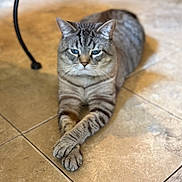 Misty joined the competition — help win amazing prizes! animal, blue_eyes, blurred_background, cat, crossed_paws, cute, domestic_animal, ears, feline, floor, focus, fur, indoor, lying_down, paws, pet, relaxed, tabby_cat, tile_floor, whiskers