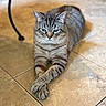 animal, blue_eyes, blurred_background, cat, crossed_paws, cute, domestic_animal, ears, feline, floor, focus, fur, indoor, lying_down, paws, pet, relaxed, tabby_cat, tile_floor, whiskers