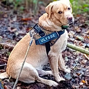 Ulysse a rejoint le concours — aidez-le/la à gagner de superbes lots ! dog, canine, golden_retriever, labrador, pet, harness, leash, forest, outdoor, nature, sitting, animal, fur, leaf_litter, brown, green, calm, side_view, daylight, mammal