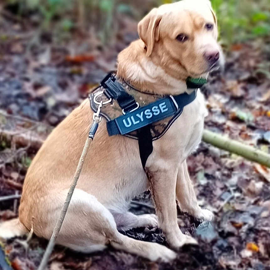 Ulysse a rejoint le concours — aidez-le/la à gagner de superbes lots ! animal, brown, calm, canine, daylight, dog, forest, fur, golden_retriever, green, harness, labrador, leaf_litter, leash, mammal, nature, outdoor, pet, side_view, sitting