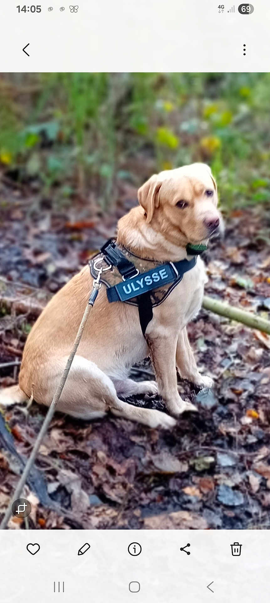 Ulysse a rejoint le concours — aidez-le/la à gagner de superbes lots ! dog, canine, golden_retriever, labrador, pet, harness, leash, forest, outdoor, nature, sitting, animal, fur, leaf_litter, brown, green, calm, side_view, daylight, mammal