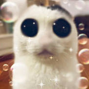 Huuhhhh joined the competition — help win amazing prizes! cat, white_cat, large_eyes, sparkles, bubbles, blurred, indoor, cute, feline, whimsical, filtered, closeup, face, pet, animal, funny, soft_focus, domestic, mystical, fantasy