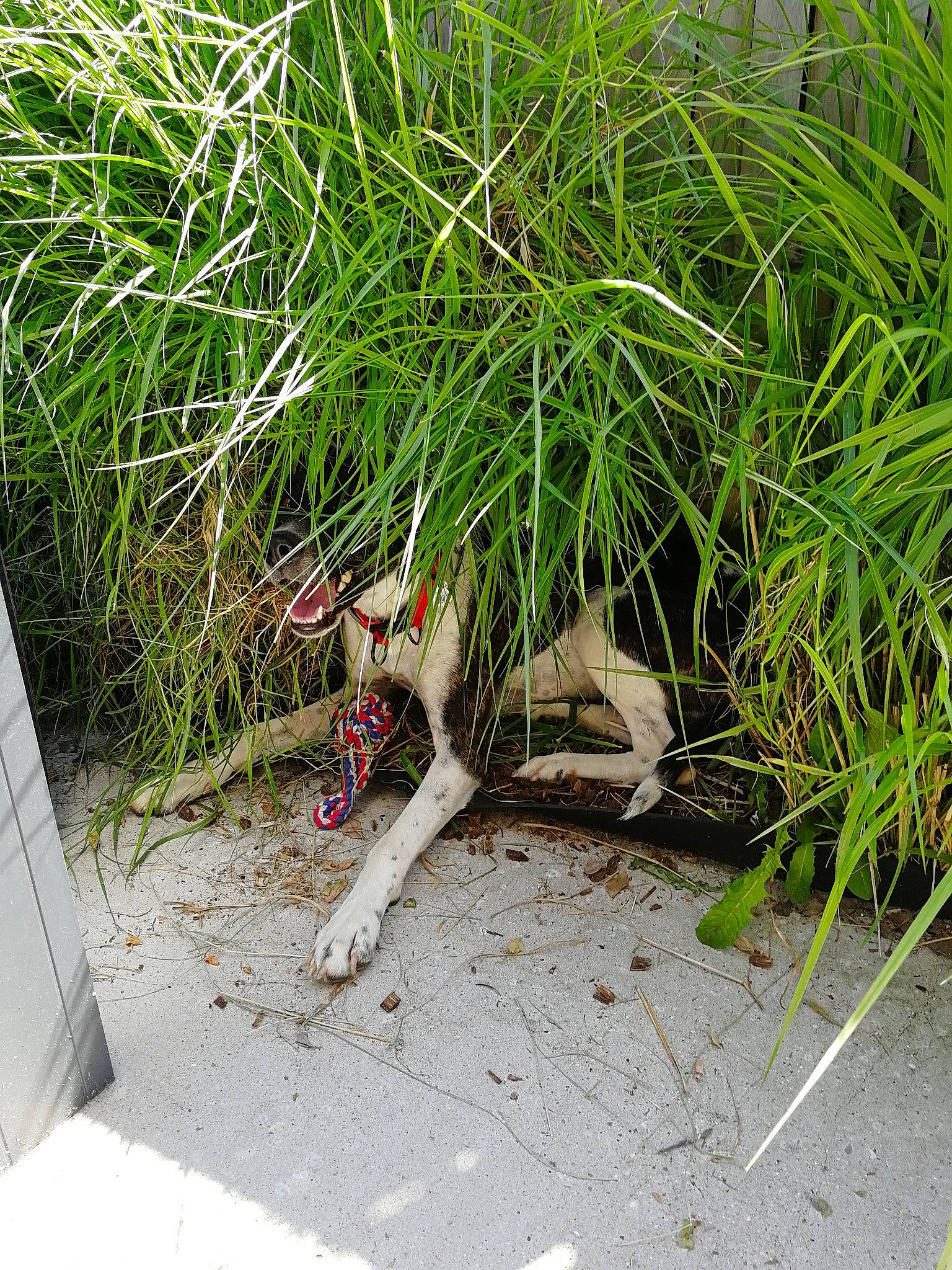 Rita participe au concours pour gagner de l'argent avec cette photo : amphibian, beak, carnivore, fawn, foot, grass, grass_family, groundcover, herb, plant, reptile, scaled_reptile, shrub, sidewalk, soil, sporting_group, tail, terrestrial_animal, terrestrial_plant, wildlife