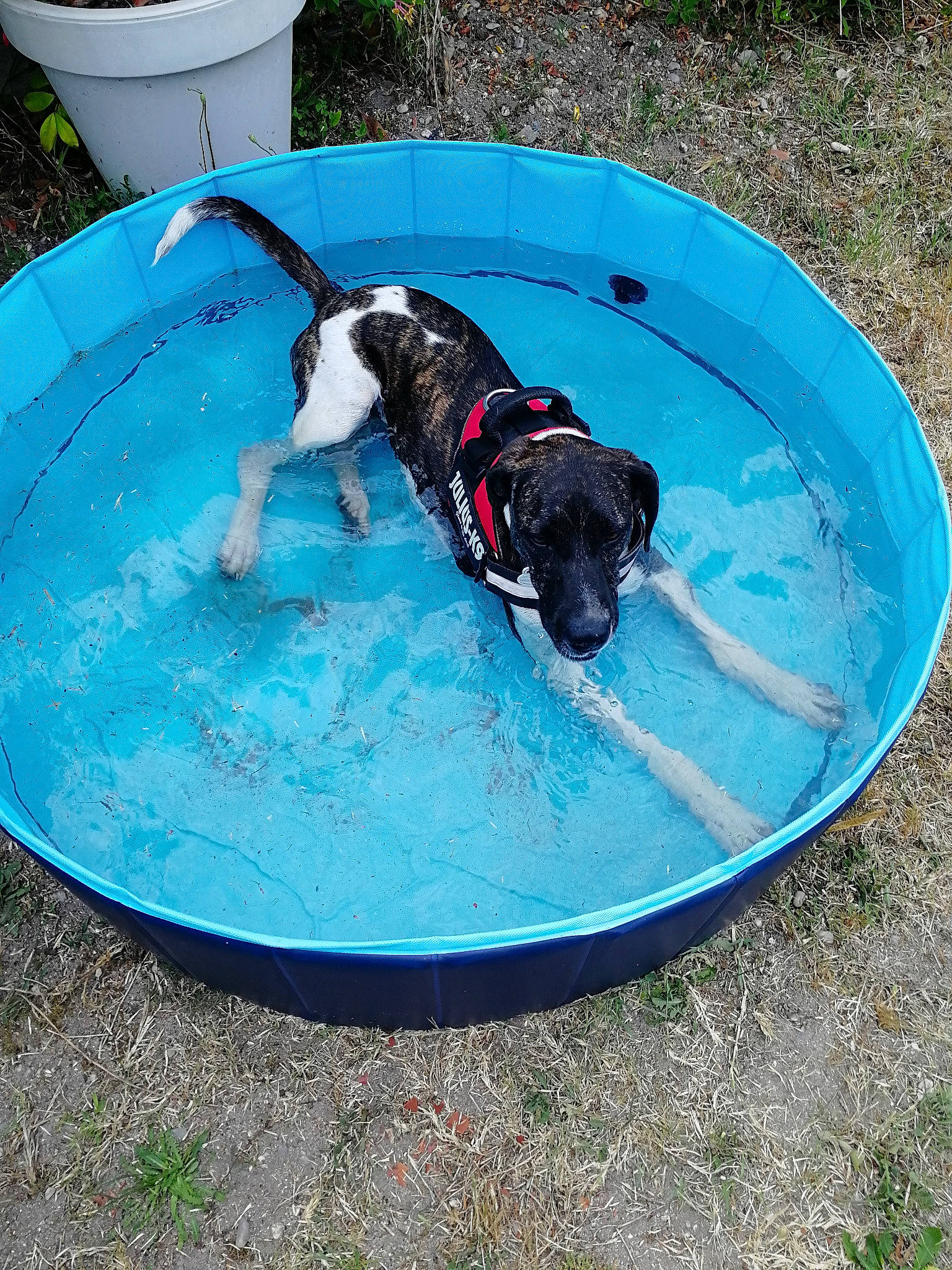 Rita participe au concours pour gagner de l'argent avec cette photo : canidae, carnivore, circle, companion_dog, composite_material, dog, dog_breed, dog_sports, dog_supply, electric_blue, fun, grass, leisure, mammal, pet_supply, recreation, sporting_group, vertebrate, water, working_dog