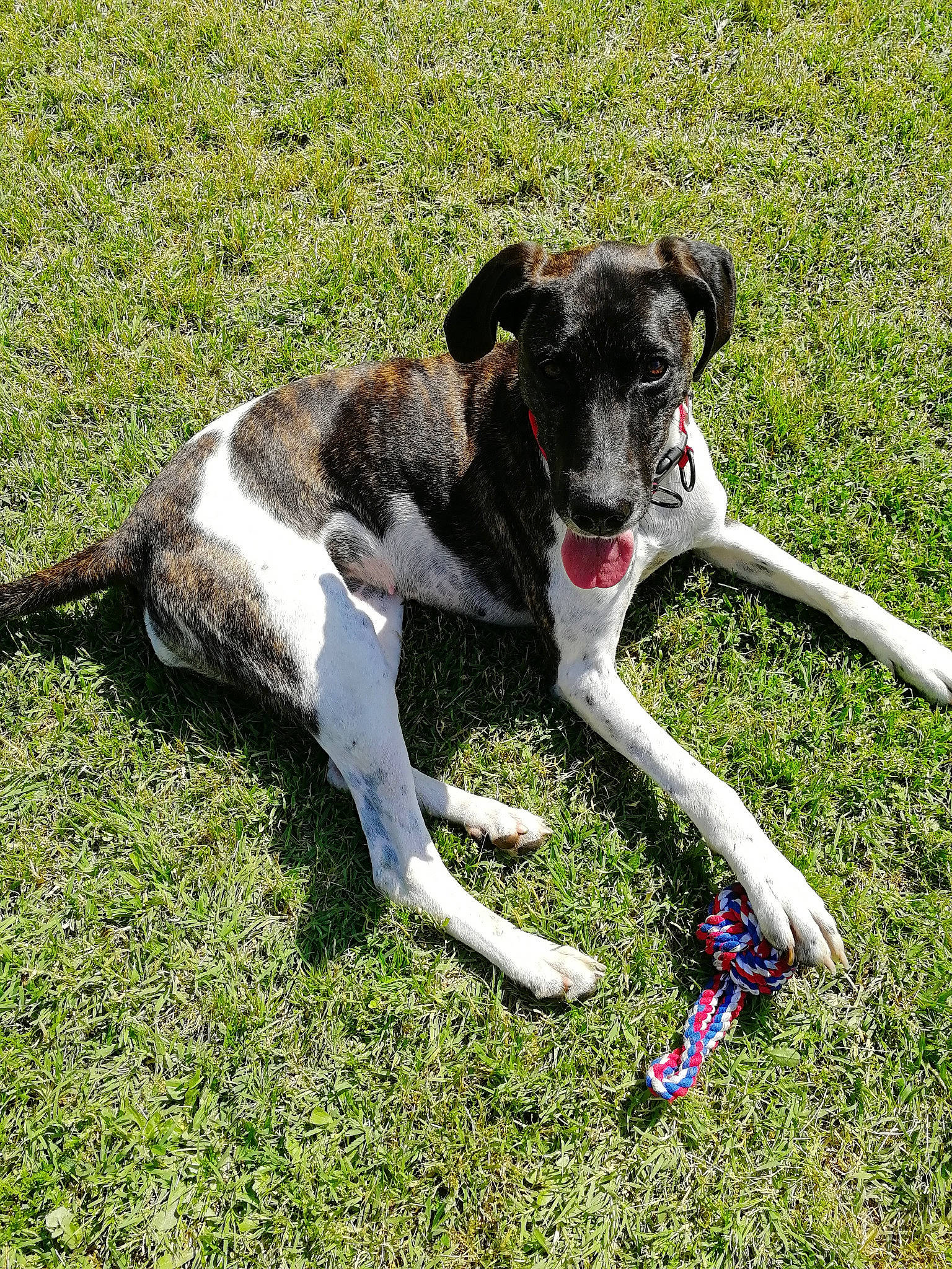 Rita a rejoint le concours — aidez-le/la à gagner de superbes lots ! bicycle_handlebar, canidae, carnivore, collar, companion_dog, dog, dog_breed, dog_collar, dog_sports, dog_supply, fawn, grass, leash, pet_supply, rampur_greyhound, sighthound, sporting_group, tail, terrestrial_animal, working_animal