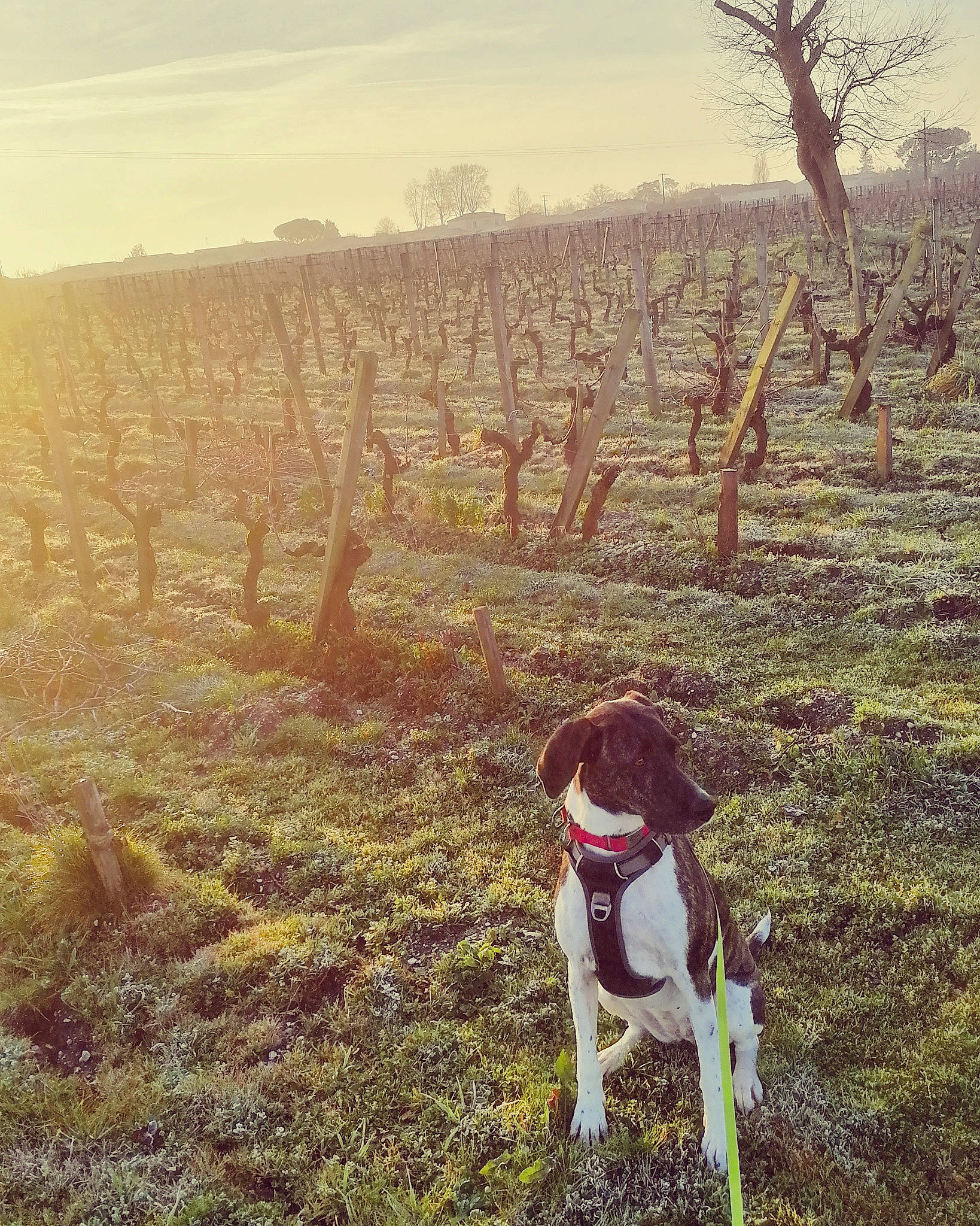 Rita a rejoint le concours — aidez-le/la à gagner de superbes lots ! carnivore, cloud, companion_dog, dog, dog_breed, fawn, grass, grassland, happy, landscape, mammal, mountainous_landforms, natural_landscape, people_in_nature, plant, rural_area, sky, tints_and_shades, tree, vertebrate