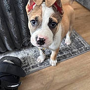 Maverick joined the competition — help win amazing prizes! puppy, dog, pet, animal, portrait, close_up, wide_eyes, floppy_ears, folded_ears, white_and_brown, short_fur, collar, standing, indoor, rug, wooden_floor, furniture, home, cute, photography