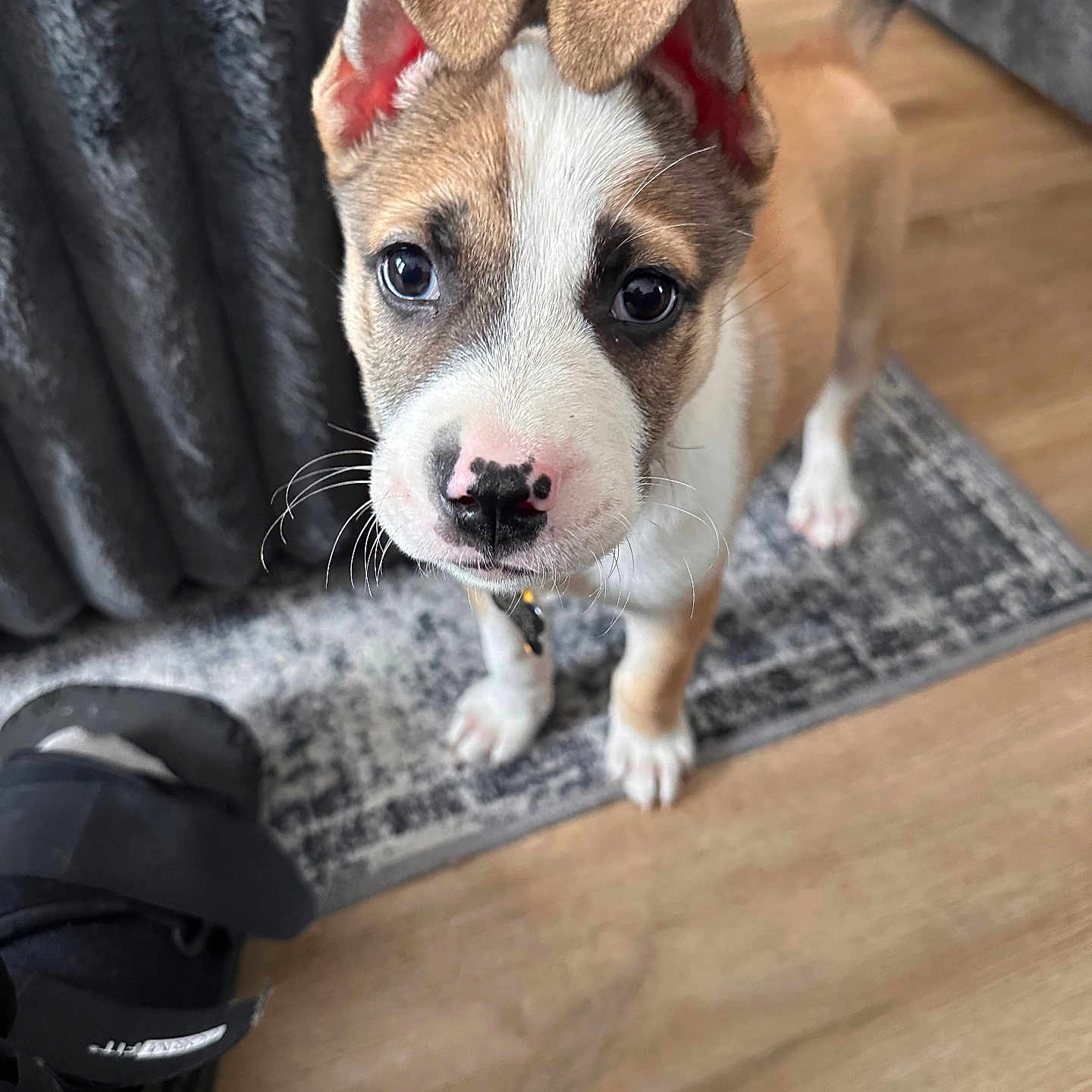 Maverick joined the competition — help win amazing prizes! puppy, dog, pet, animal, portrait, close_up, wide_eyes, floppy_ears, folded_ears, white_and_brown, short_fur, collar, standing, indoor, rug, wooden_floor, furniture, home, cute, photography