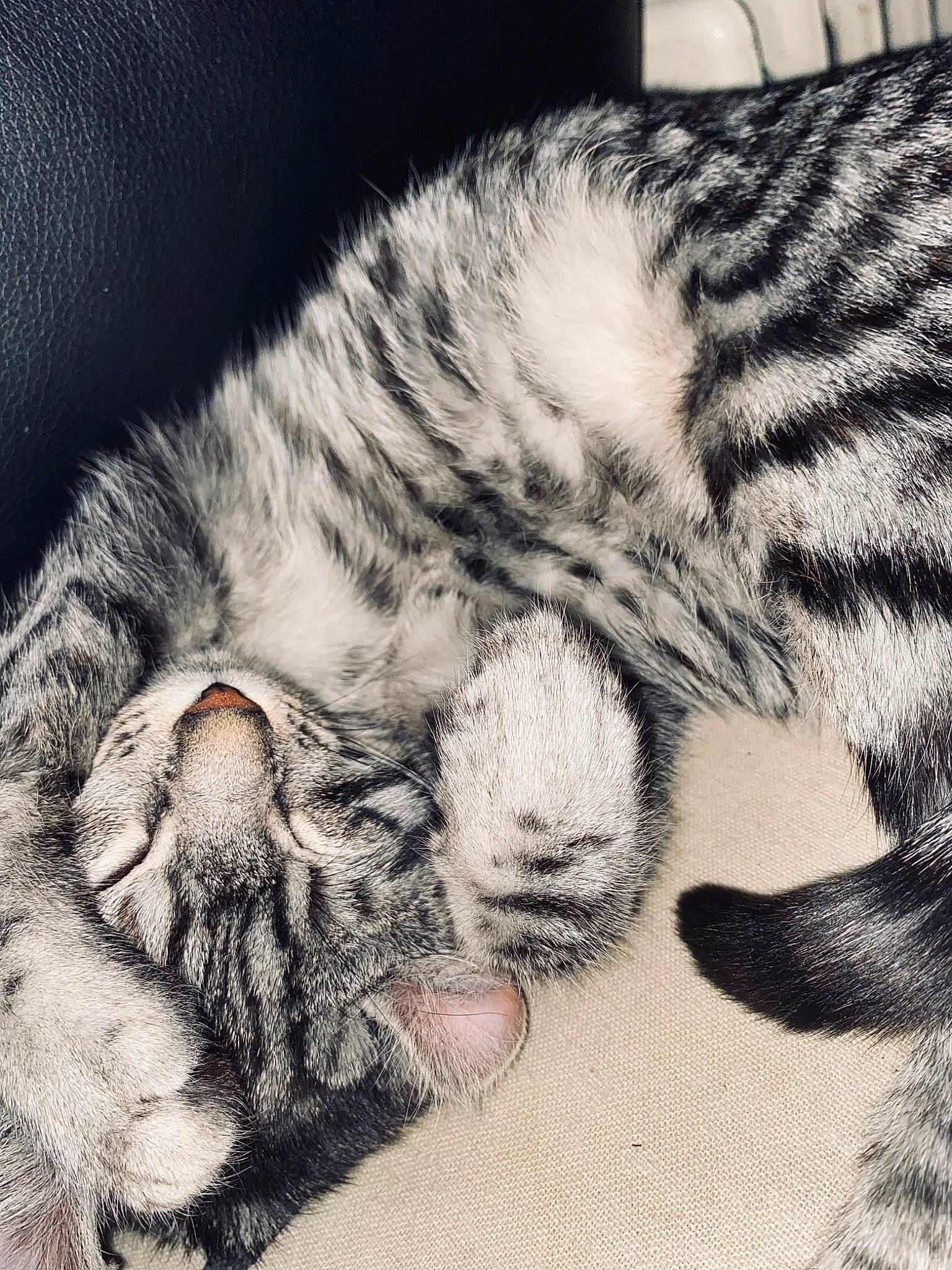 Lonely a rejoint le concours — aidez-le/la à gagner de superbes lots ! art, carnivore, cat, close_up, comfort, domestic_short_haired_cat, ear, felidae, fur, grey, human_body, monochrome, monochrome_photography, nap, nose, paw, small_to_medium_sized_cats, snout, tail, whiskers