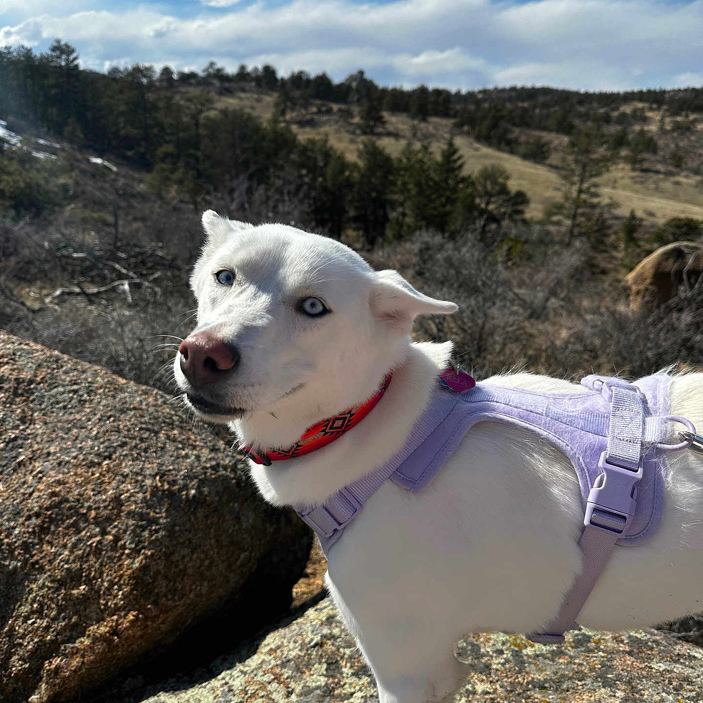 Nala joined the competition — help win amazing prizes! accessories, animal, canine, cloud, dog, grass, landscape, nature, outdoors, pet, plant, puppy, rock, sky, soil, strap, tree, vegetation, whitedog, wilderness