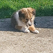 Rex participe au concours pour gagner de l'argent avec cette photo : puppy, dog, grass, sunlight, concrete, outdoor, pet, animal, brown, white, fur, resting, young, cute, calm, green_object, daylight, shadow, nature, side_view