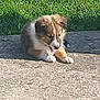 puppy, dog, grass, sunlight, concrete, outdoor, pet, animal, brown, white, fur, resting, young, cute, calm, green_object, daylight, shadow, nature, side_view