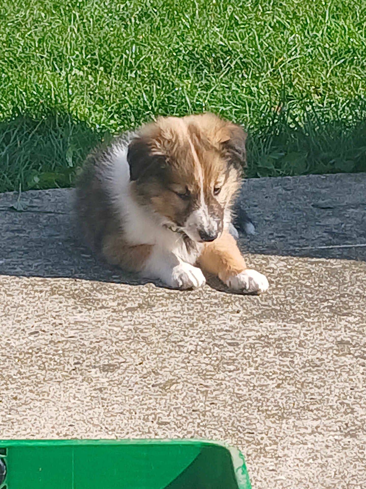 Rex