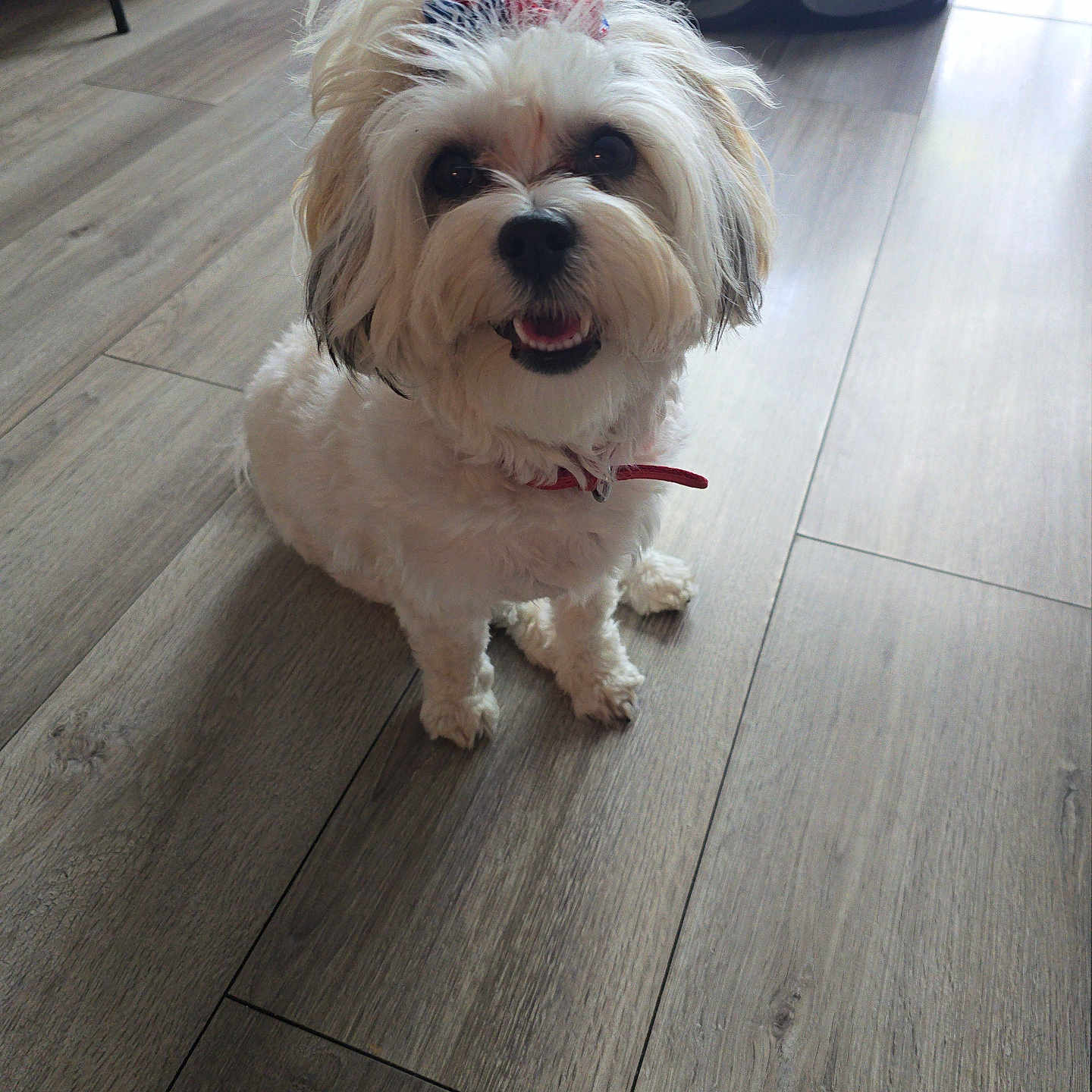 Cocobella joined the competition — help win amazing prizes! adorable, animal, bow, collar, companion, cute, dog, domestic_animal, flooring, fur, happy, indoor, looking_up, pet, playful, sitting, small_dog, smiling, white_dog, wooden_floor