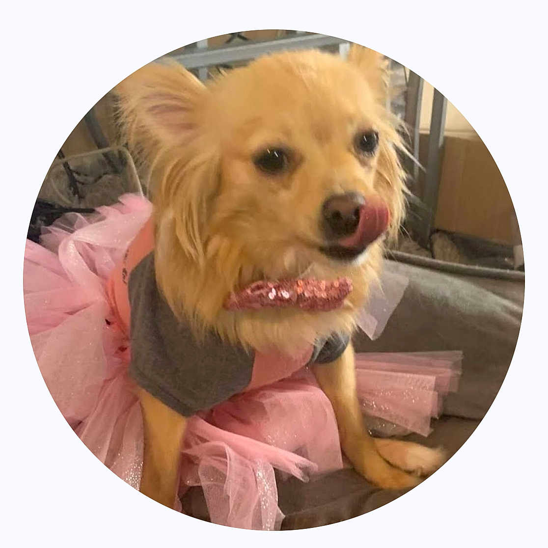 Lexi Kloe joined the competition — help win amazing prizes! animal, canine, chihuahua, cockerspaniel, dog, envelope, eskimodog, goldenretriever, greetingcard, mail, papillon, person, pet, puppy, walkingdog, whitedog