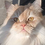 Fiston a rejoint le concours — aidez-le/la à gagner de superbes lots ! cat, fluffy, amber_eyes, close_up, sunlight, shadow, outdoor, pet, feline, whiskers, portrait, animal, cute, domestic_cat, fur, face, nose, ears, expression, nature