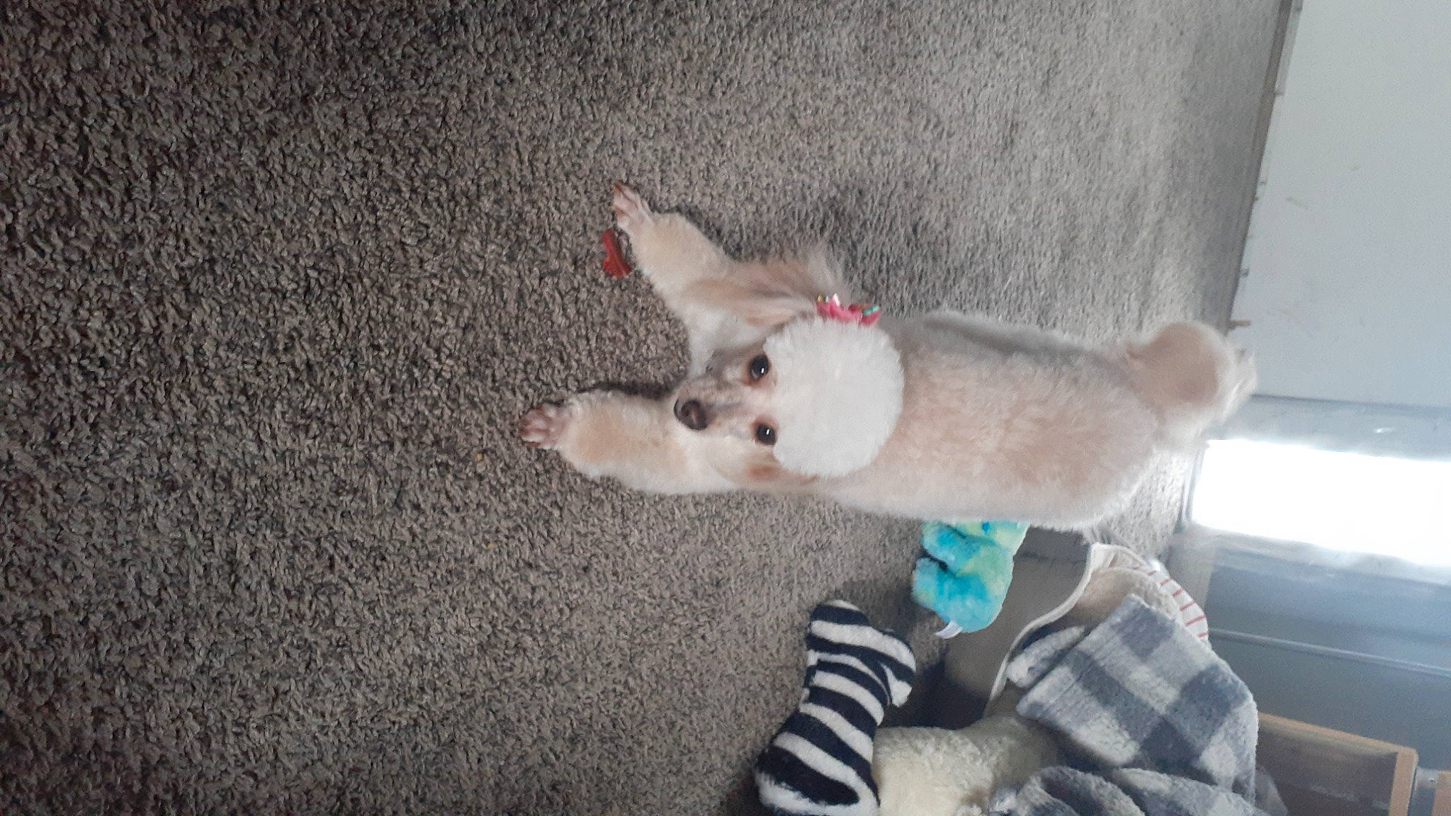 Buttercup is registered to the contest to win money with this photo: canidae, carnivore, collar, companion_dog, dog, dog_breed, dog_supply, fawn, fur, non_sporting_group, paw, puppy, snout, spitz, sporting_group, tail, volpino_italiano, watch