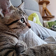 Nala participe au concours pour gagner de l'argent avec cette photo : cat, kitten, tabby, close_up, side_profile, green_eyes, whiskers, fur, paw, blanket, texture, indoor, cushion, cat_tree, furniture, relaxing, pet, cute, animal, cozy