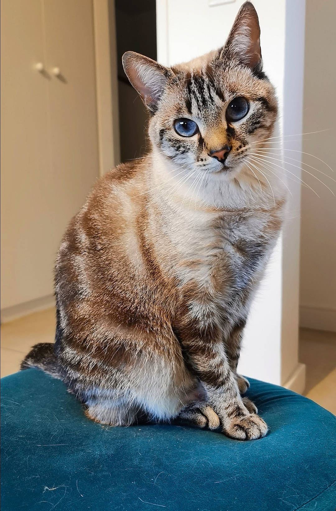 Prada a rejoint le concours — aidez-le/la à gagner de superbes lots ! carnivore, cat, domestic_short_haired_cat, door, felidae, fur, small_to_medium_sized_cats, snout, tail, terrestrial_animal, whiskers, window