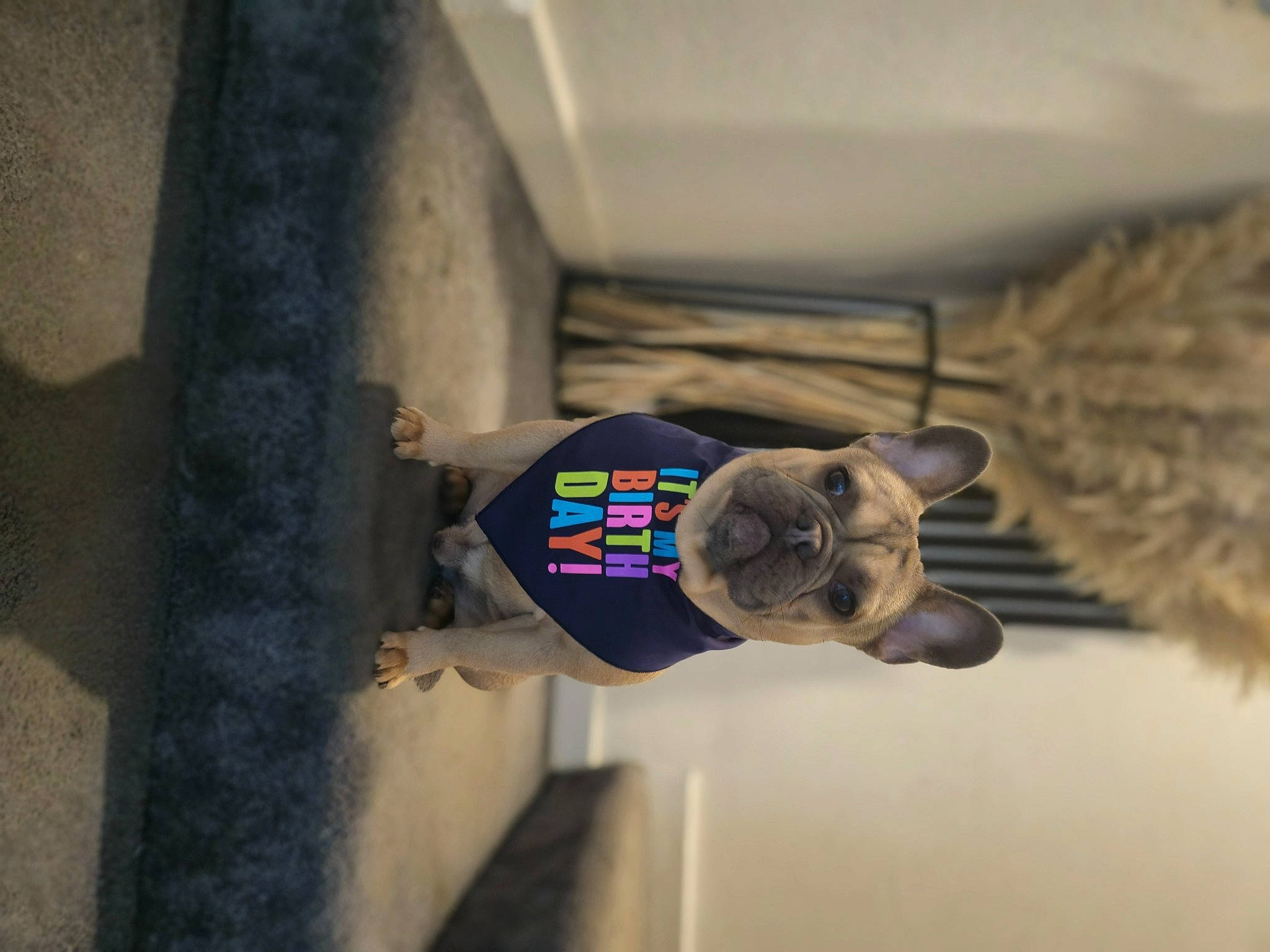 Winston joined the competition — help win amazing prizes! auto_part, automotive_exterior, circle, concrete, door_handle, electric_blue, fur, gas, metal, shadow, vehicle_door, water, wood