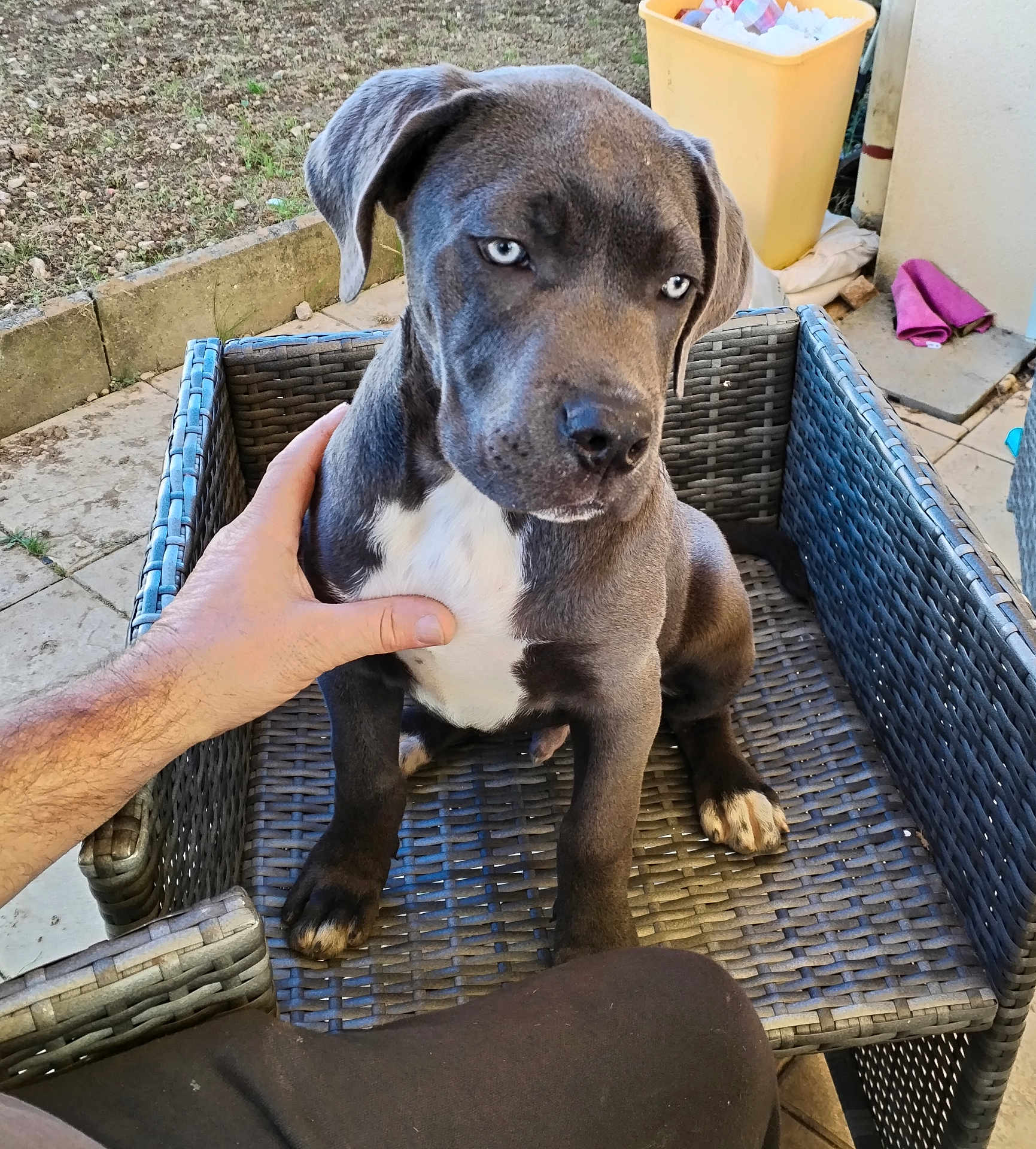 Vasco a rejoint le concours — aidez-le/la à gagner de superbes lots ! dog, puppy, blue_eyes, wicker_chair, hand, paw, outdoor, patio, basket, human_hand, white_chest, sitting, gaze, pet, domestic_animal, furniture, tile_floor, portrait, closeup, short_fur