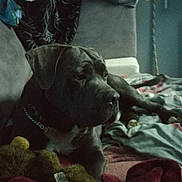 Vasco a rejoint le concours — aidez-le/la à gagner de superbes lots ! dog, large_dog, black_dog, mastiff, pitbull_type, indoor, on_bed, blanket, sofa, collar, chain_collar, muzzle, whiskers, paw, pet, stuffed_toy, toy, relaxed, portrait, cozy