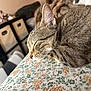 Remi is registered to the contest to win money with this photo: animal, blurred_background, cat, close_up, cozy, curled_up, domestic, ears, fabric, floral_pattern, fur, furniture, indoor, peaceful, pet, resting, sleeping, storage_bins, tabby_cat, whiskers