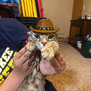Remi joined the competition — help win amazing prizes! animal, brown, carpet, cat, clothing, cowboy_hat, cute, domestic, funny, furniture, hand, hat, holding, indoor, person, pet, portrait, spotted, table, window