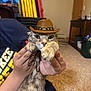 animal, brown, carpet, cat, clothing, cowboy_hat, cute, domestic, funny, furniture, hand, hat, holding, indoor, person, pet, portrait, spotted, table, window
