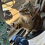 carpet, cat, collar, curious, foot, green_eyes, home, indoor, octopus, paw, person, pet, plush, screen_door, shadow, sliding_door, sock, sunlight, tabby, toy