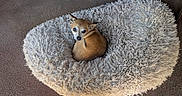 Peter Harbauer is registered to the contest to win money with this photo: animal, brown_dog, companion, cozy, curled_up, cute, dog, ears, floor, fluffy, fur, fuzzy, indoor, looking, pet_bed, relaxing, resting, small_dog, snout, texture