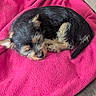 adorable, animal, blanket, companion, cozy, curled_up, cute, dog, fur, fur_texture, home, indoors, pet, pink, puppy, relaxing, resting, sleeping, small, soft
