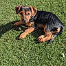 adorable, animal, black, brown, canine, cute, daylight, dog, ears, fur, grass, laying_down, looking, nature, outdoor, pet, puppy, small, sunlight, young