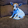 animal, brown_couch, canine, companion, cozy, curious, cute, dog, domestic_animal, ears, furniture, indoor, pet, pet_collar, puppy, relaxed, sitting, small_dog, soft_lighting, young_dog