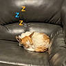 animal, brown, comfortable, couch, cozy, curled_up, cute, dog, ears, fur, home, indoor, leather, nap, pet, quiet, relaxed, resting, sleeping, white