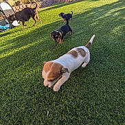 Pearl joined the competition — help win amazing prizes! animal, backyard, black, brown, canine, curious, daytime, dog, fence, grass, nature, outdoor, pet, plant, playful, puppy, shadow, sunlight, wall, white