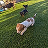 animal, backyard, black, brown, canine, curious, daytime, dog, fence, grass, nature, outdoor, pet, plant, playful, puppy, shadow, sunlight, wall, white