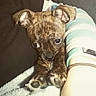 puppy, dog, brindle, cute, small_dog, pet, animal, paw, snuggling, blanket, striped_sleeve, human_arm, close_up, indoor, cozy, expression, fur, ears, nose, eyes