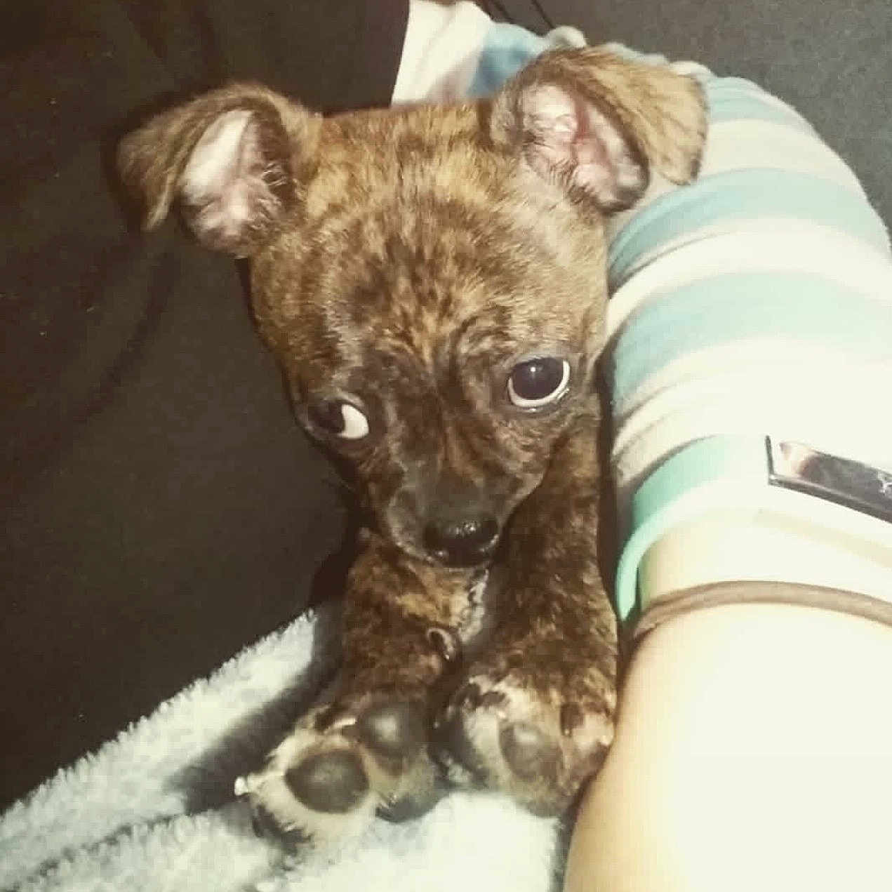 Scraps joined the competition — help win amazing prizes! puppy, dog, brindle, cute, small_dog, pet, animal, paw, snuggling, blanket, striped_sleeve, human_arm, close_up, indoor, cozy, expression, fur, ears, nose, eyes