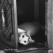Zero joined the competition — help win amazing prizes! cat, wood, cabinet, door, peeking, curious, animal, pet, feline, black_and_white, texture, closeup, indoor, eye_contact, quiet, still_life, hidden, soft_light, portrait, cute