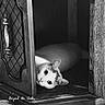 cat, wood, cabinet, door, peeking, curious, animal, pet, feline, black_and_white, texture, closeup, indoor, eye_contact, quiet, still_life, hidden, soft_light, portrait, cute