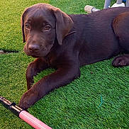 Moka a rejoint le concours — aidez-le/la à gagner de superbes lots ! puppy, dog, chocolate_labrador, grass, artificial_grass, outdoor, pet, animal, lawn, furniture, pool, blue, stick, toy, relaxed, cute, young, brown, resting, curious